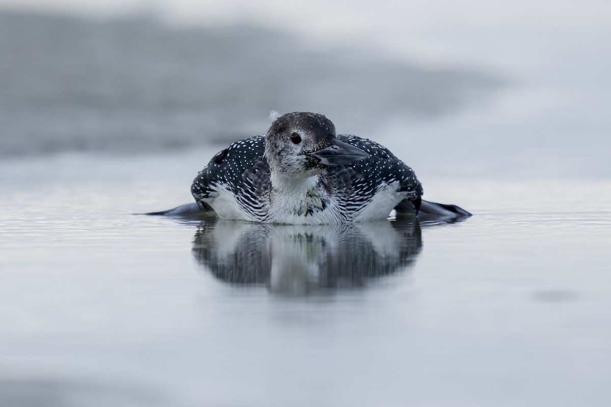 Common Loon - ML616152815