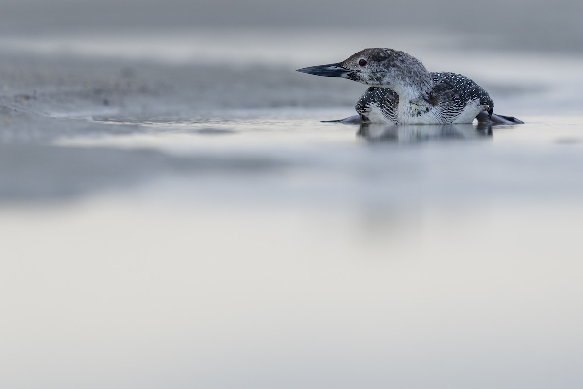 Common Loon - ML616152816