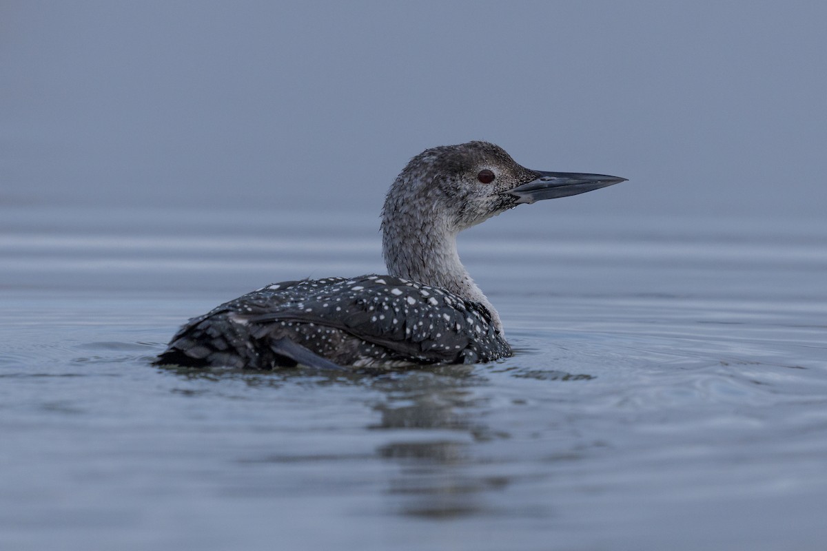 Common Loon - ML616152817