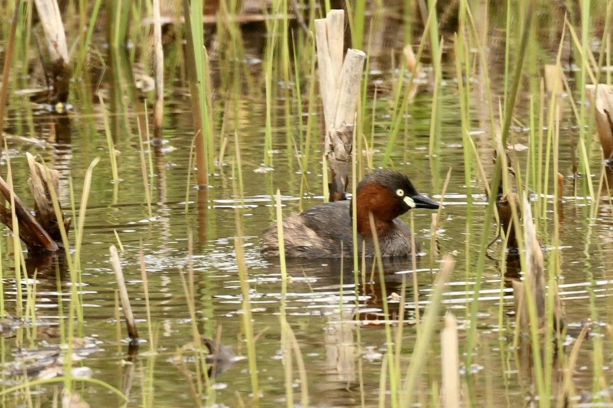 Little Grebe - ML616152819