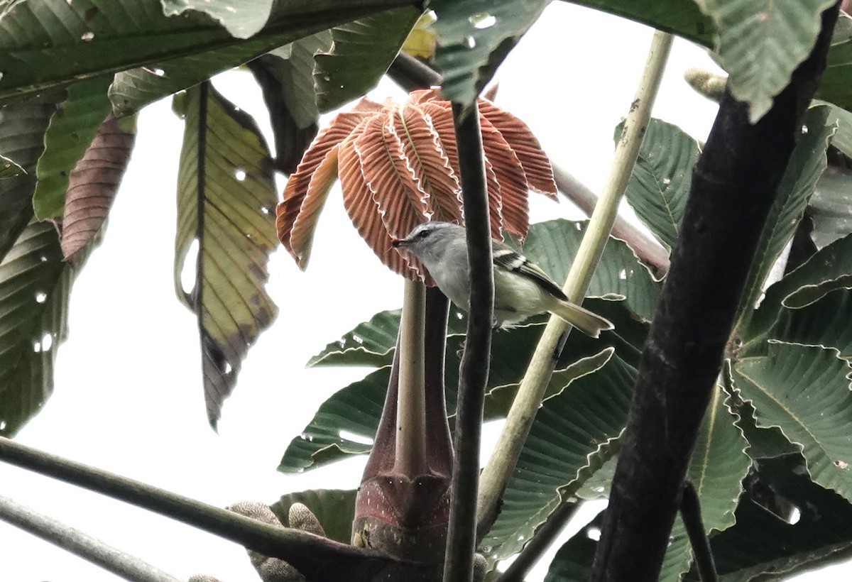 White-tailed Tyrannulet - ML616152832