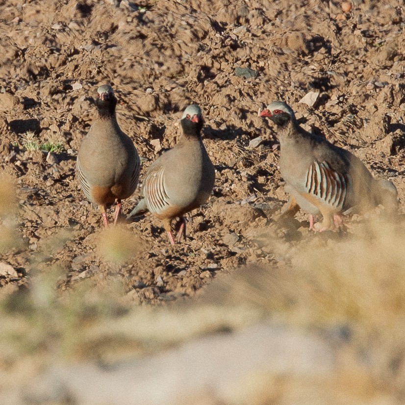 Philby's Partridge - ML616152850