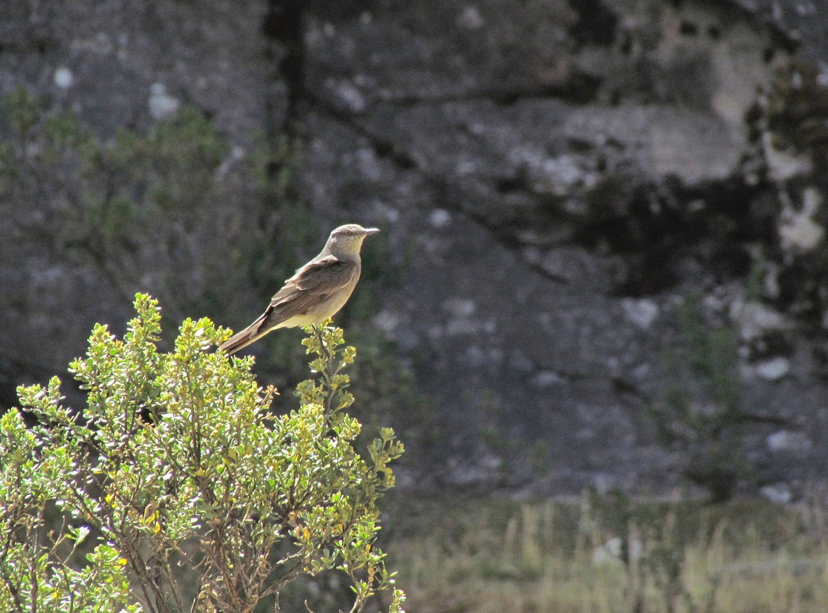 Rufous-webbed Bush-Tyrant - Jens Thalund