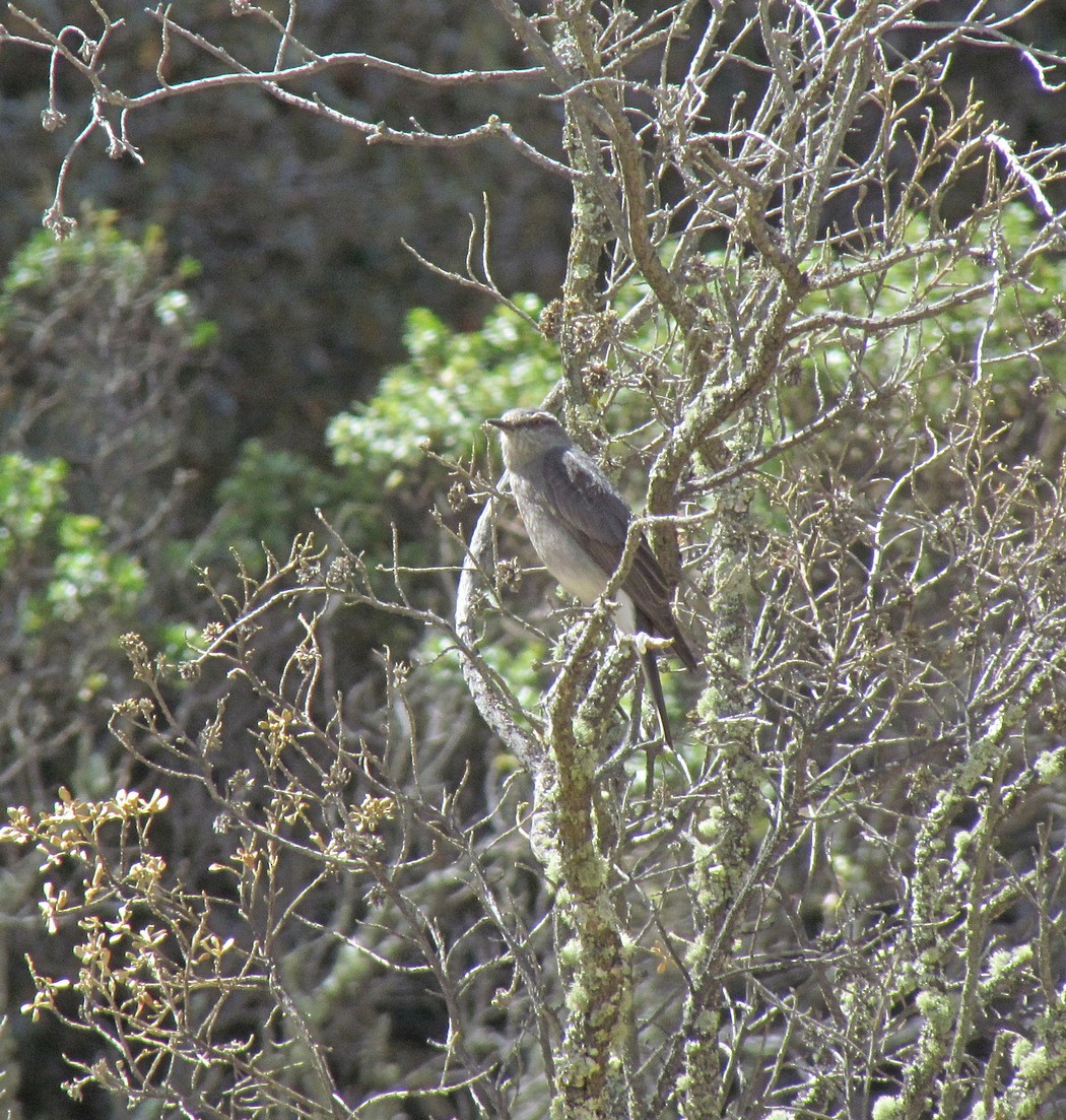 Moucherolle à ailes rousses - ML616152857