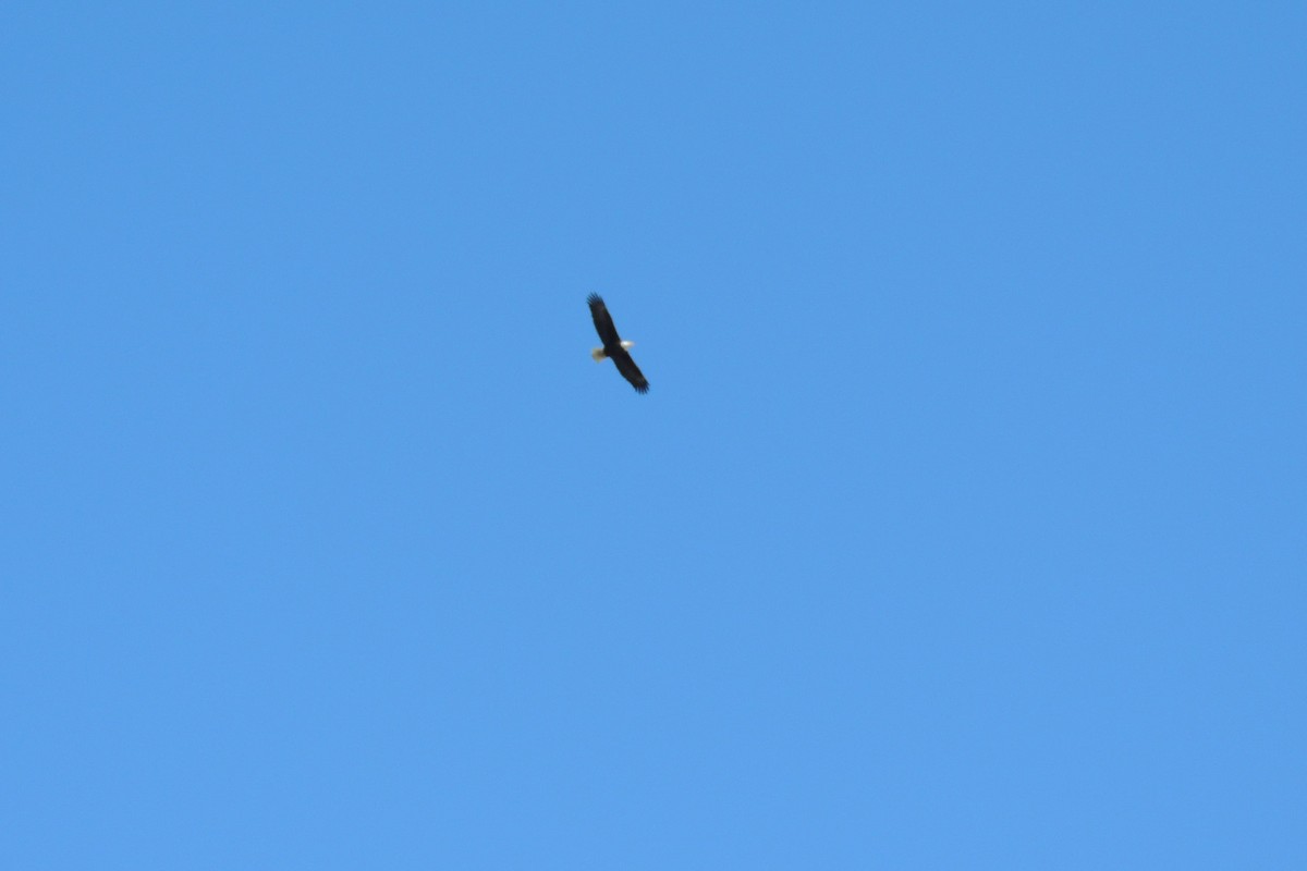 Bald Eagle - ML616152872