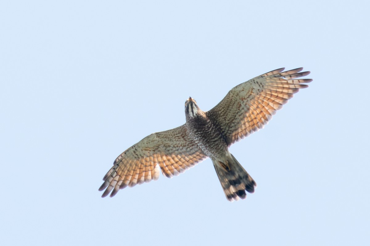 Gray-faced Buzzard - ML616152923