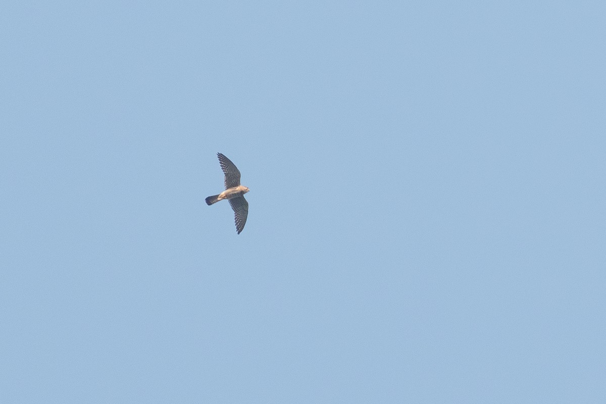 Eurasian Kestrel - ML616152930