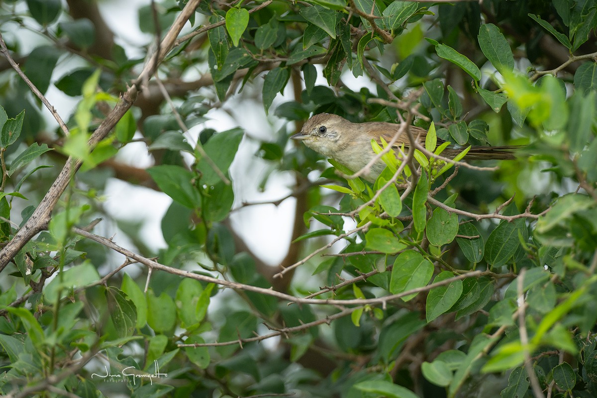 Chotoy Spinetail - ML616152955