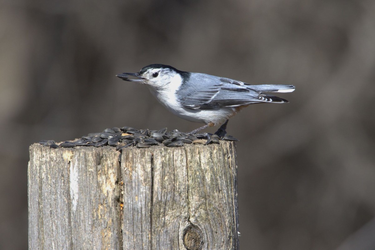 White-breasted Nuthatch - ML616152962