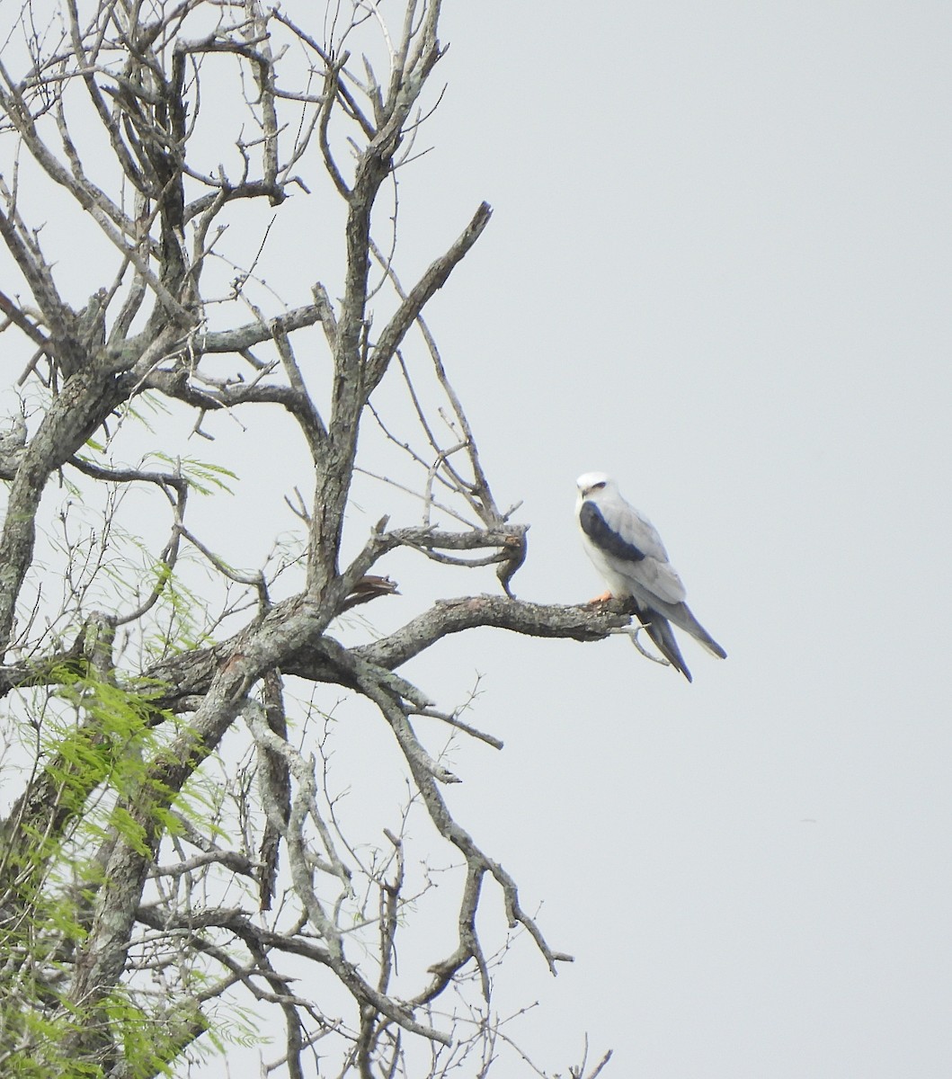 White-tailed Kite - ML616152976