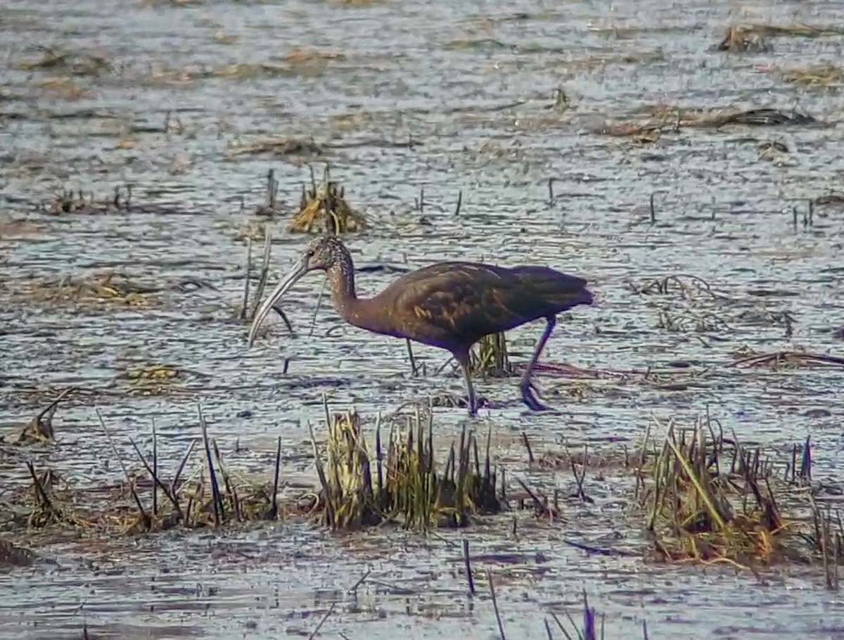 Glossy Ibis - Robin Ziegler