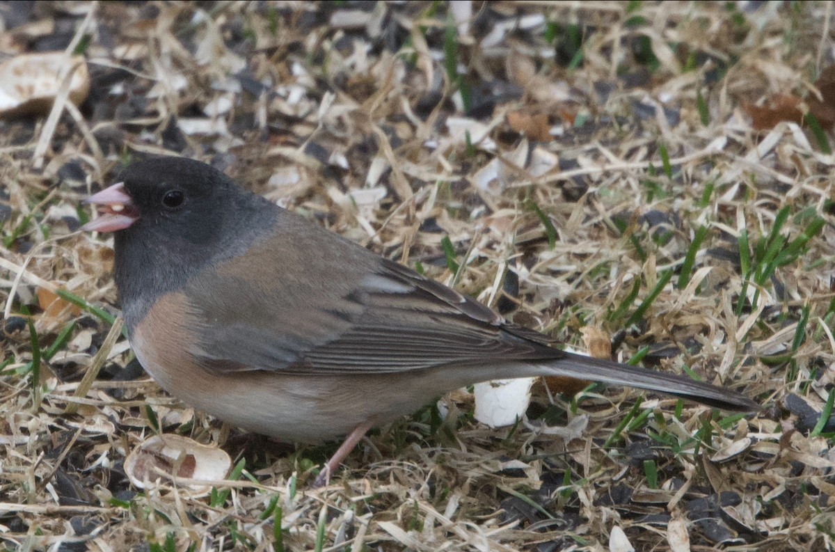 Dark-eyed Junco (Oregon) - ML616152981