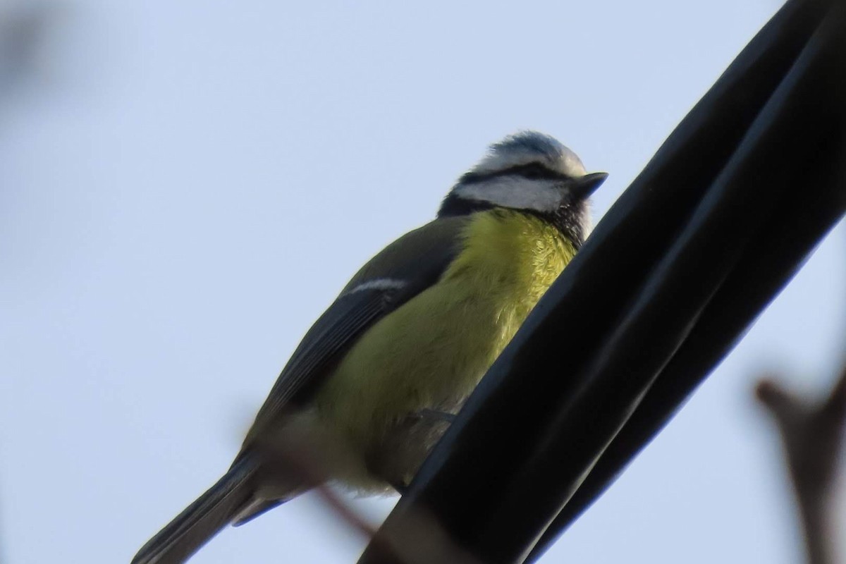 Eurasian Blue Tit - ML616152982