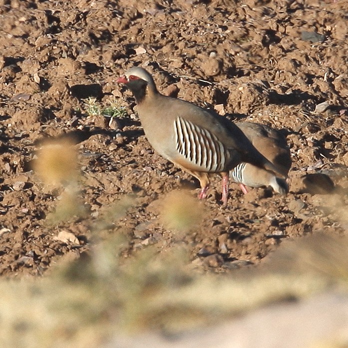 Philby's Partridge - ML616152986