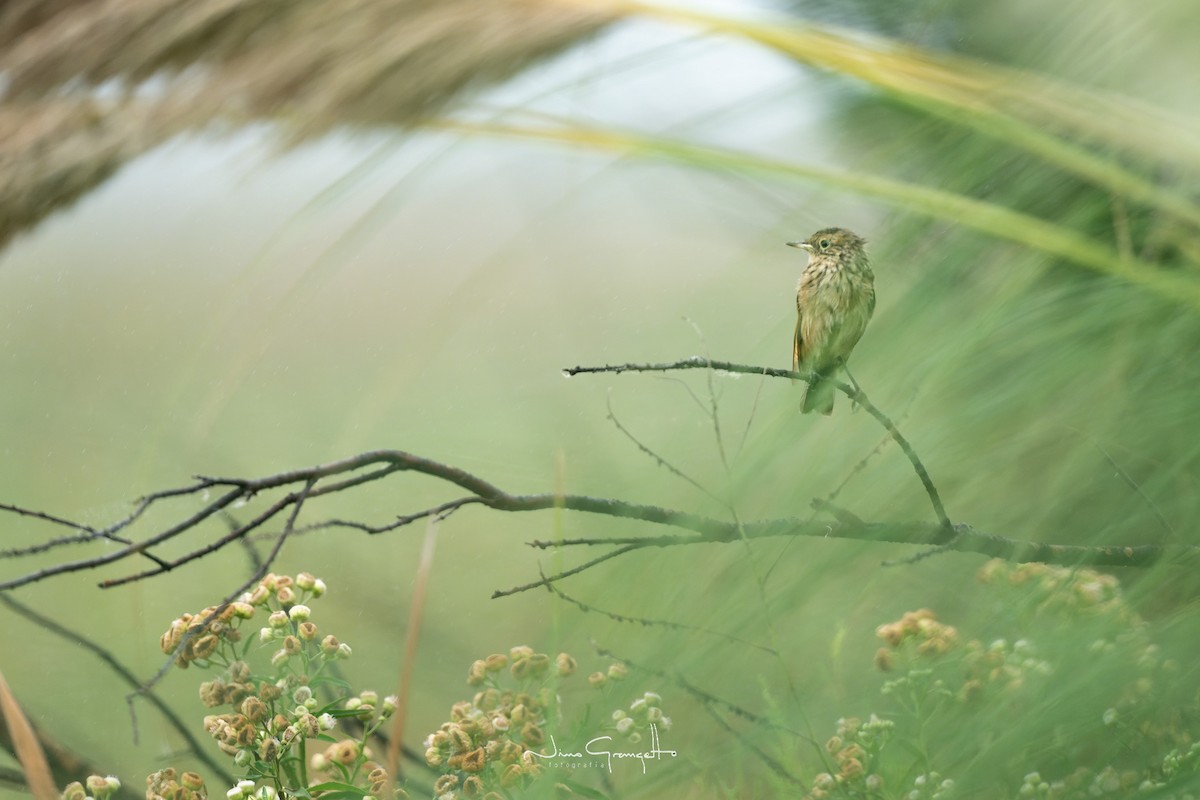 Spectacled Tyrant - ML616153000