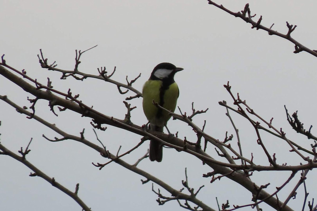 Great Tit - ML616153003