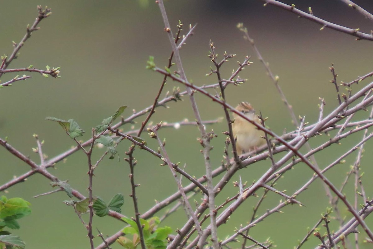 Zitting Cisticola - ML616153010