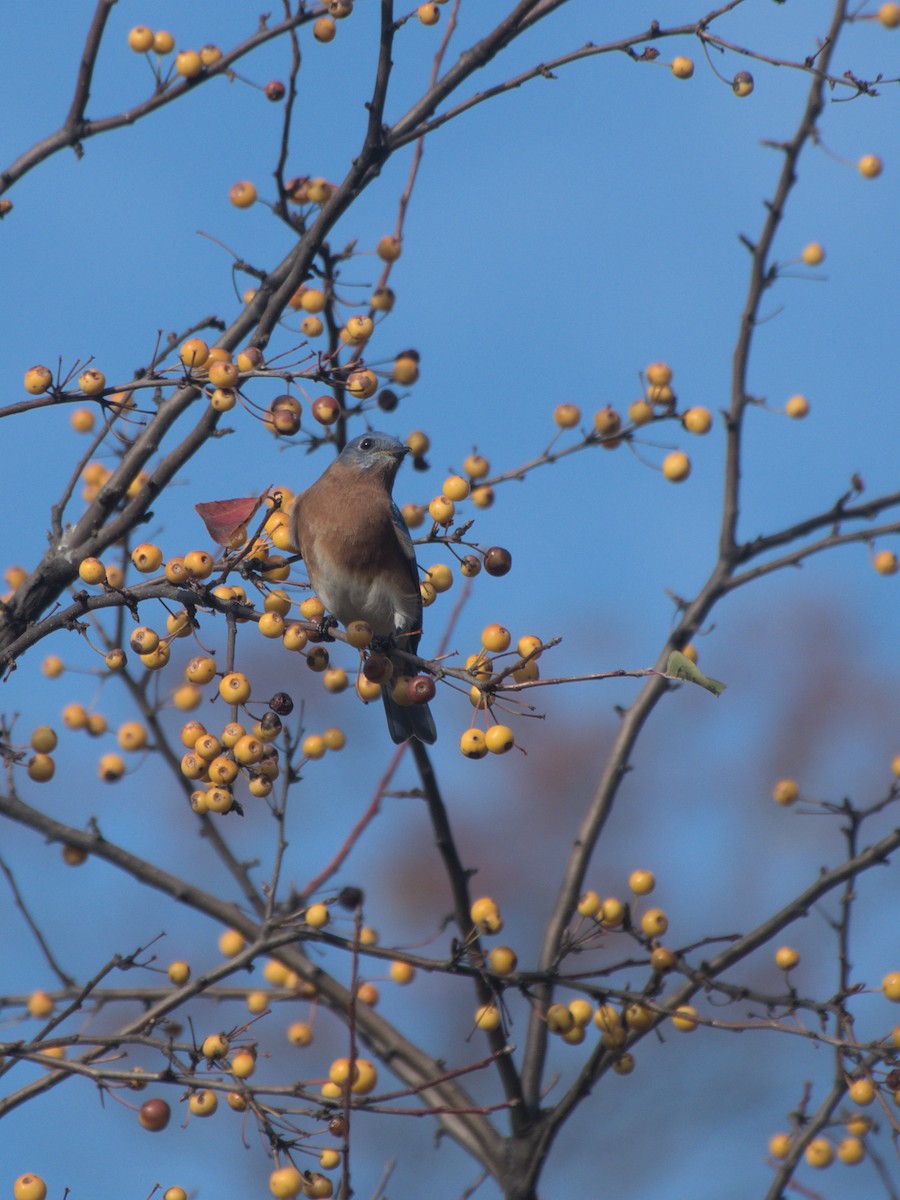 Eastern Bluebird - Ed Gaillard