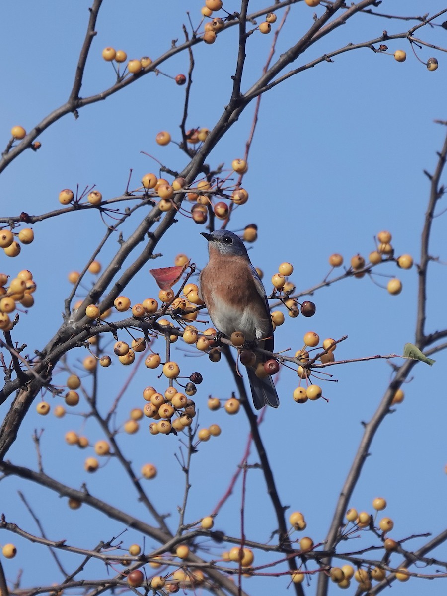 Eastern Bluebird - ML616153013