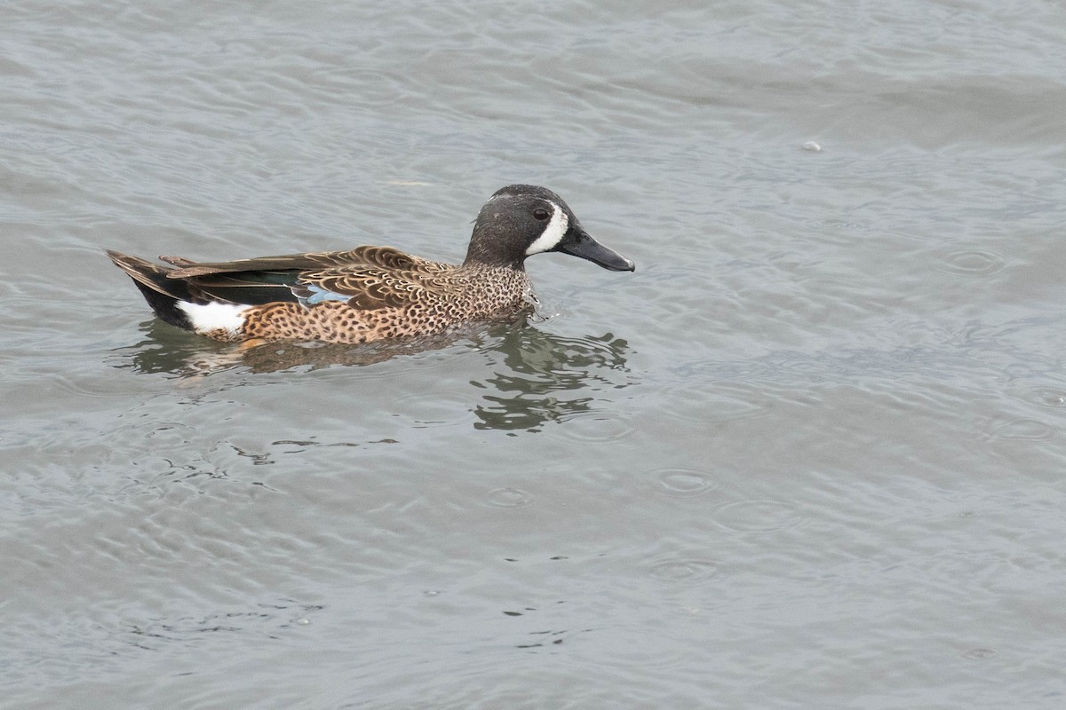 Blue-winged Teal - ML616153034
