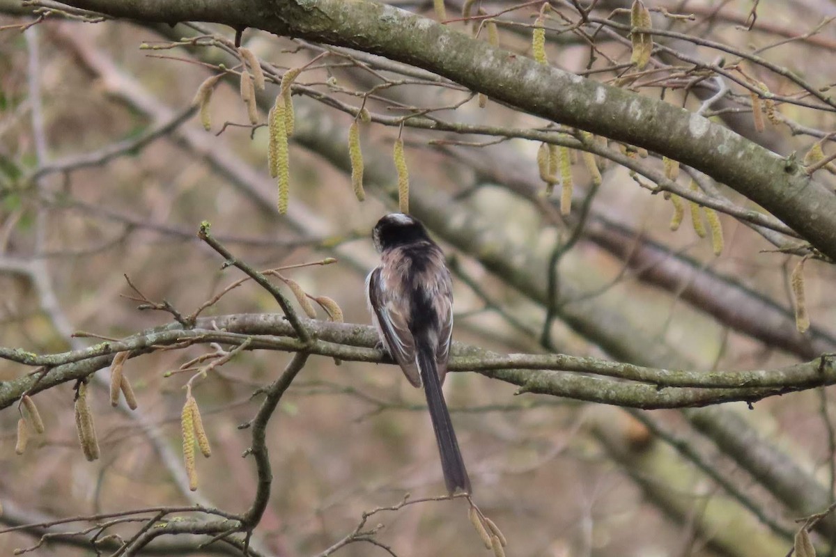 Long-tailed Tit - ML616153035