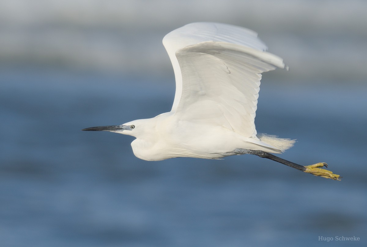 Little Egret - ML616153037