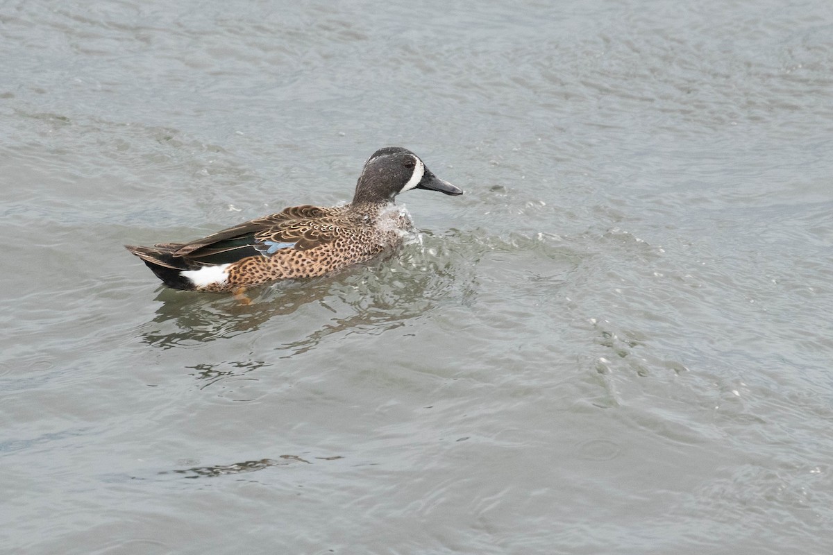 Blue-winged Teal - ML616153038