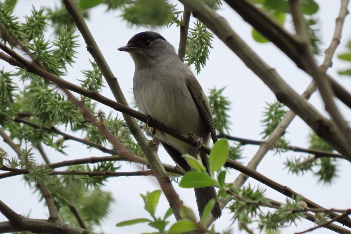 Eurasian Blackcap - ML616153052