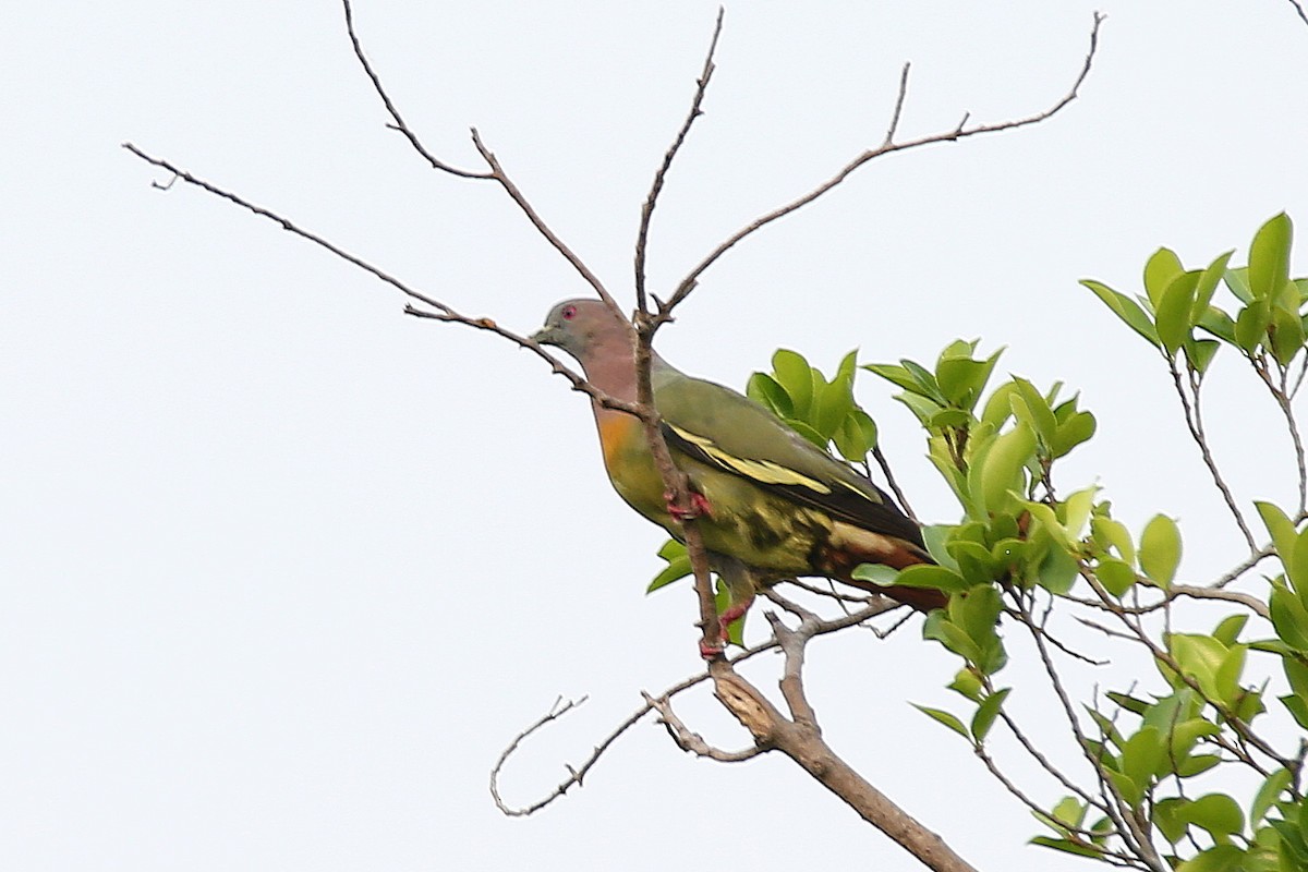 Pink-necked Green-Pigeon - ML616153063
