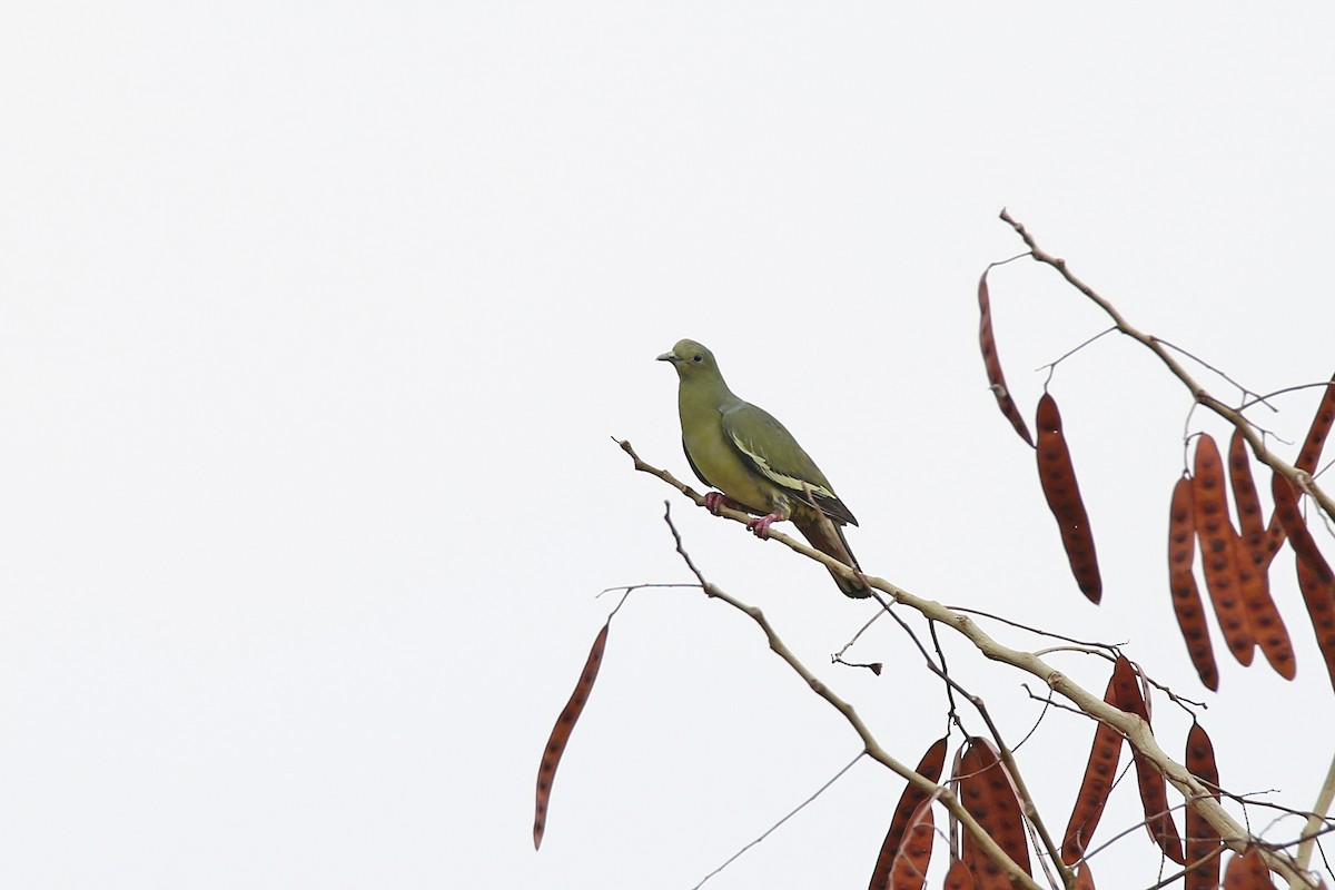 Pink-necked Green-Pigeon - ML616153066