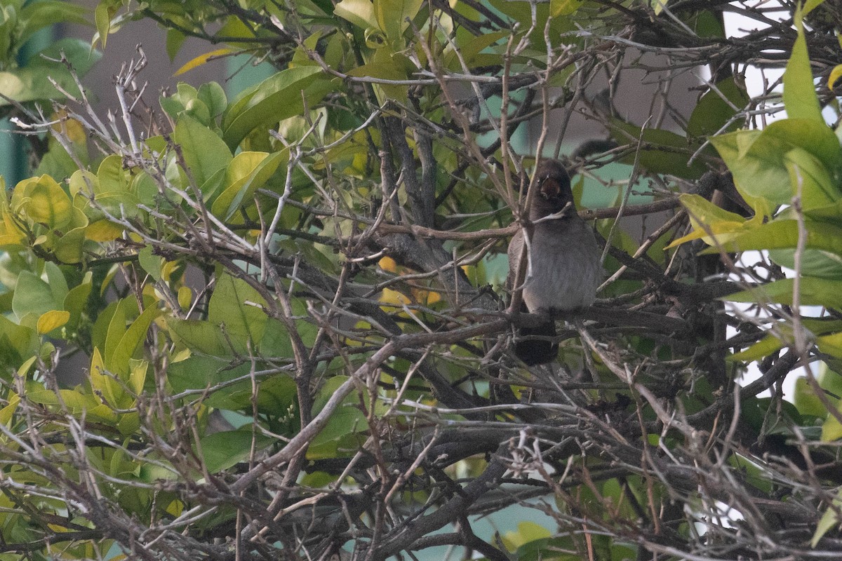 Common Bulbul - Leo Damrow