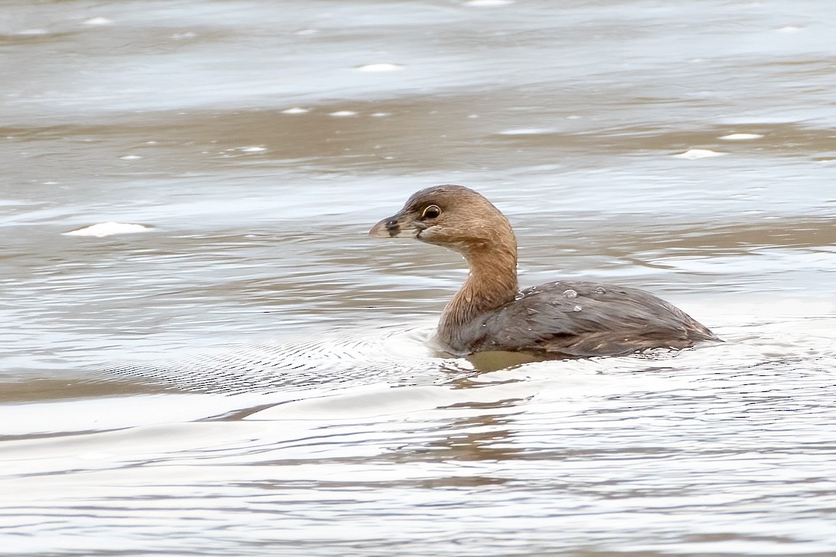 Pied-billed Grebe - Jim Easton