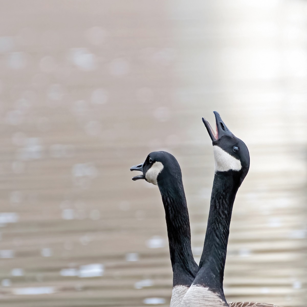 Canada Goose - ML616153090