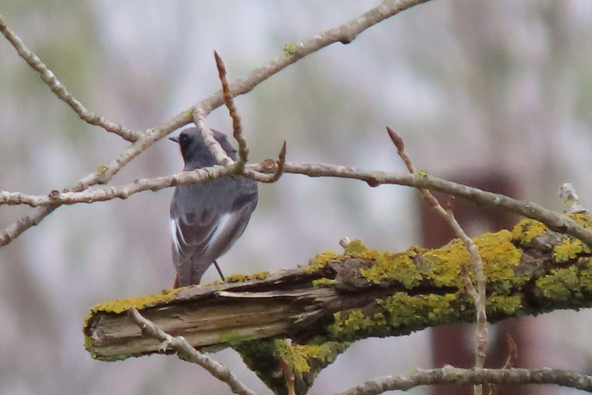 Black Redstart - ML616153098