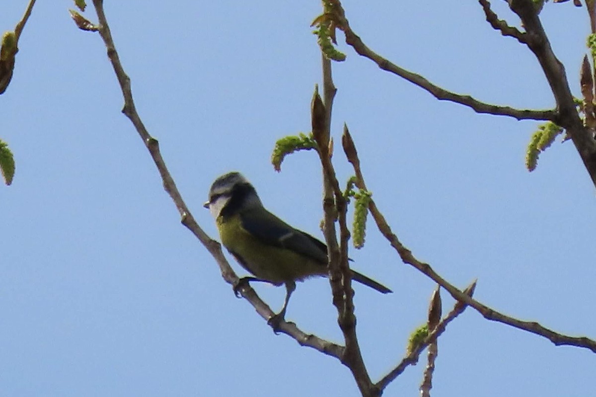 Eurasian Blue Tit - ML616153105