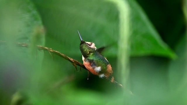 Colibrí de Heliodoro - ML616153122