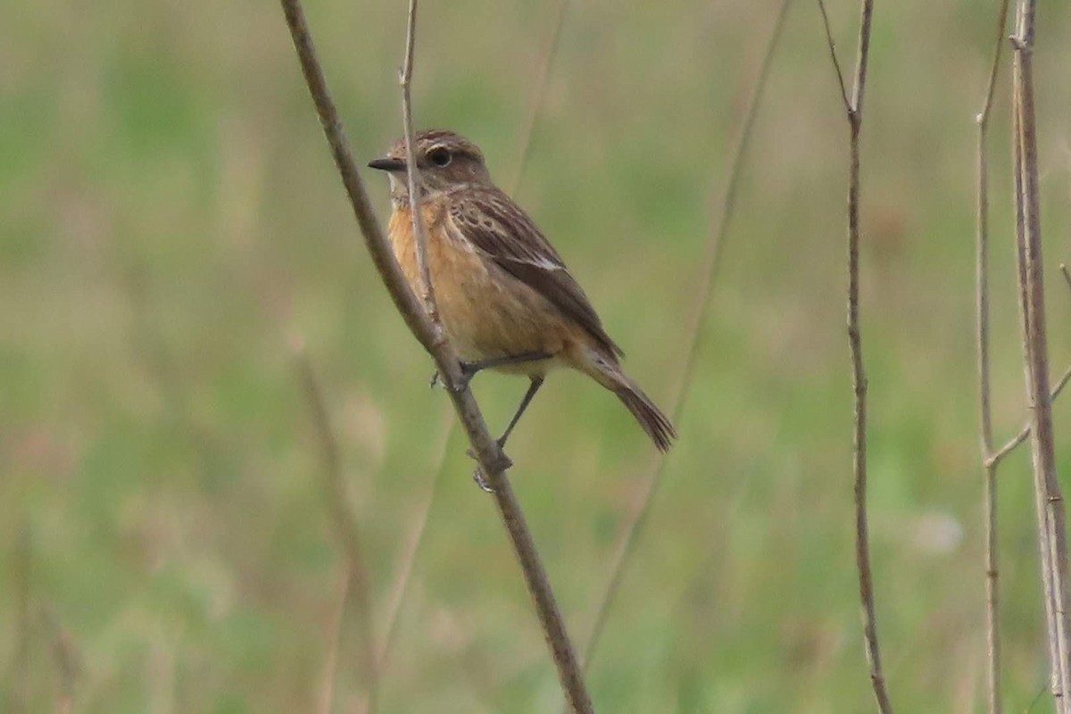 European Stonechat - ML616153139