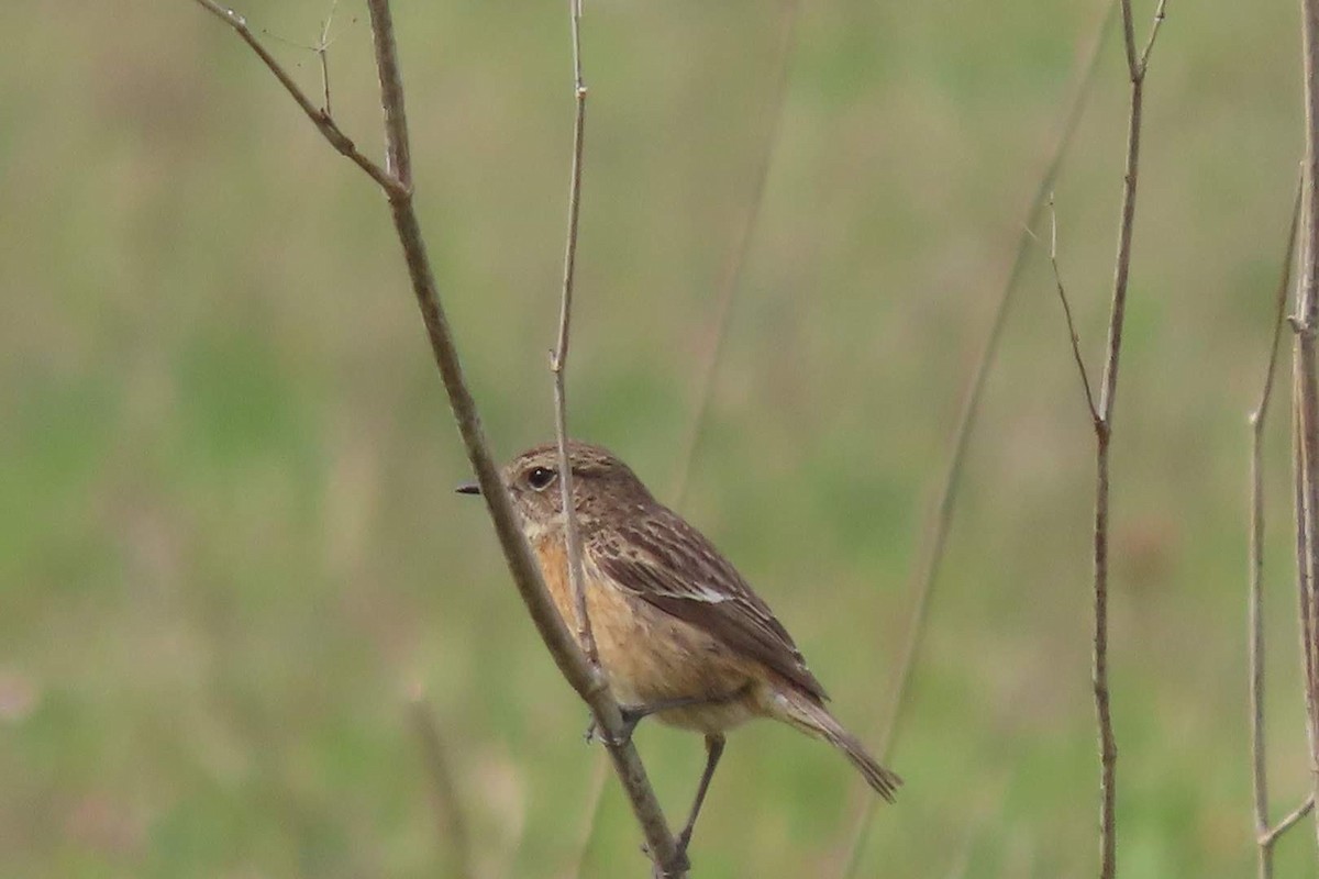 European Stonechat - ML616153140