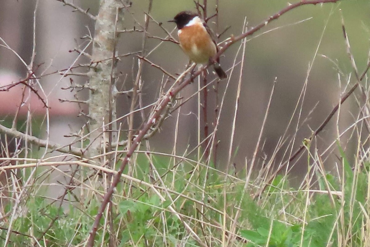 European Stonechat - ML616153141