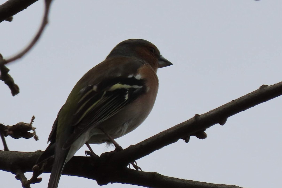 Common Chaffinch - ML616153148