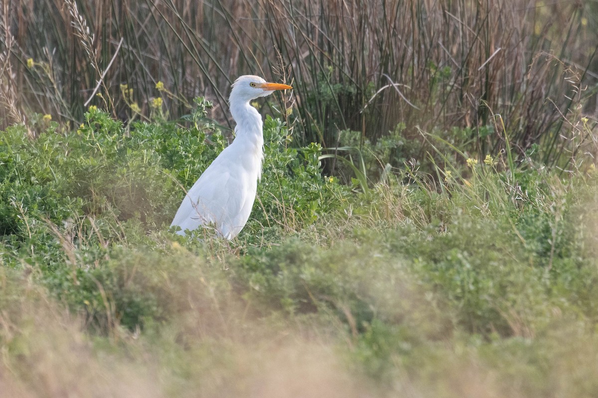 Western Cattle Egret - ML616153203