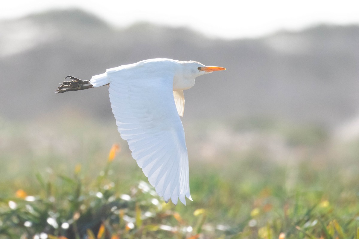 Western Cattle Egret - Leo Damrow