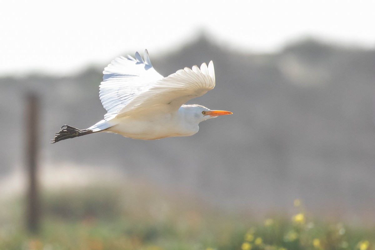 Western Cattle Egret - Leo Damrow