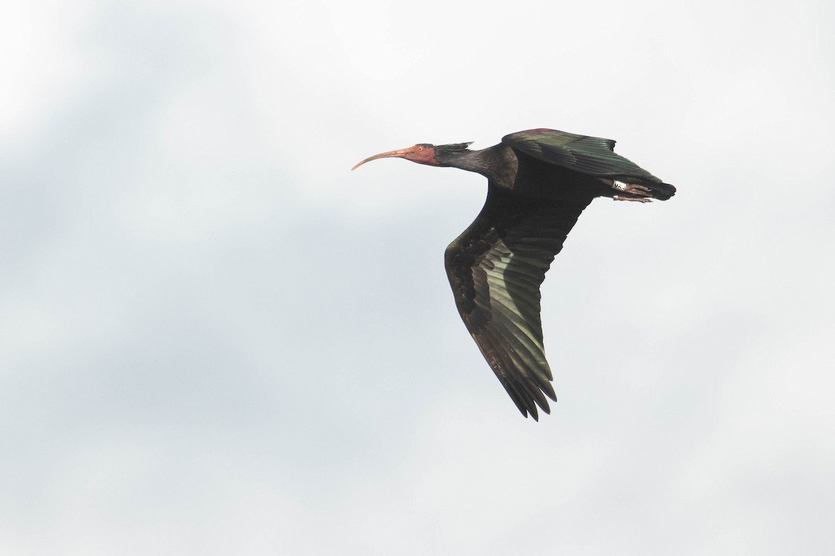 Northern Bald Ibis - Leo Damrow