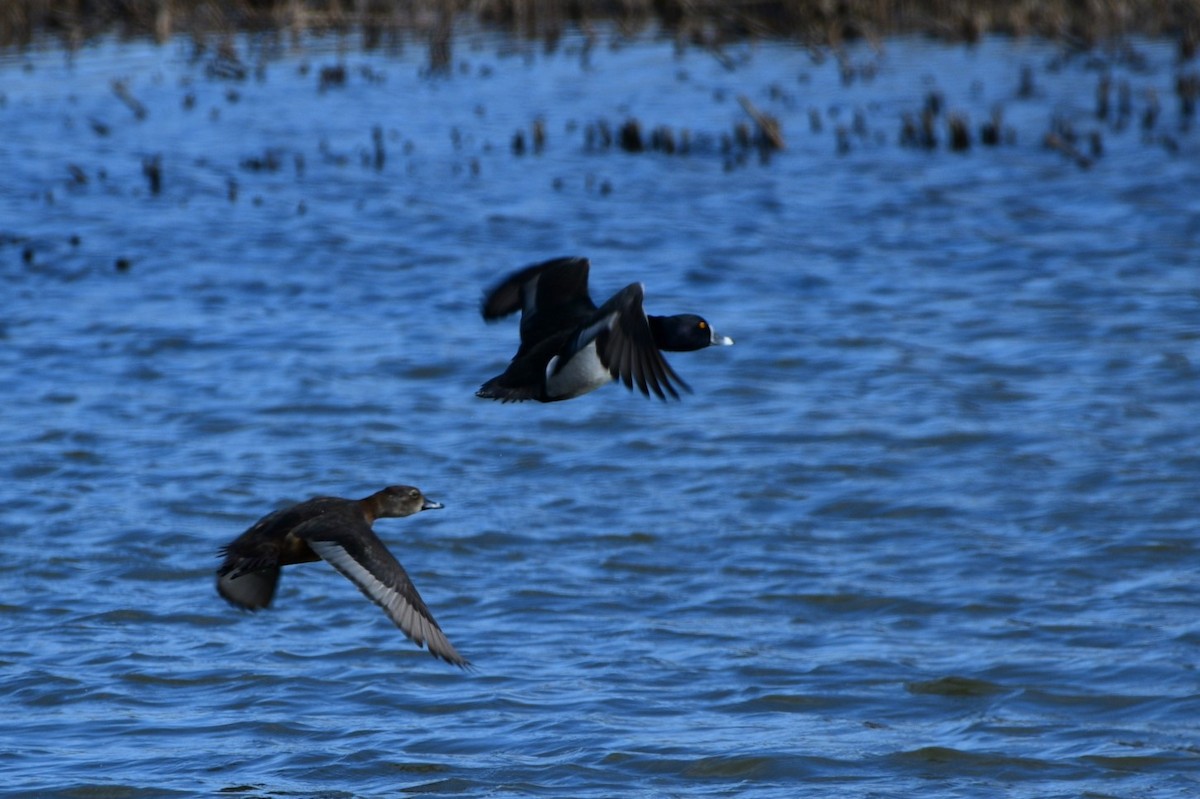 Ring-necked Duck - ML616153218