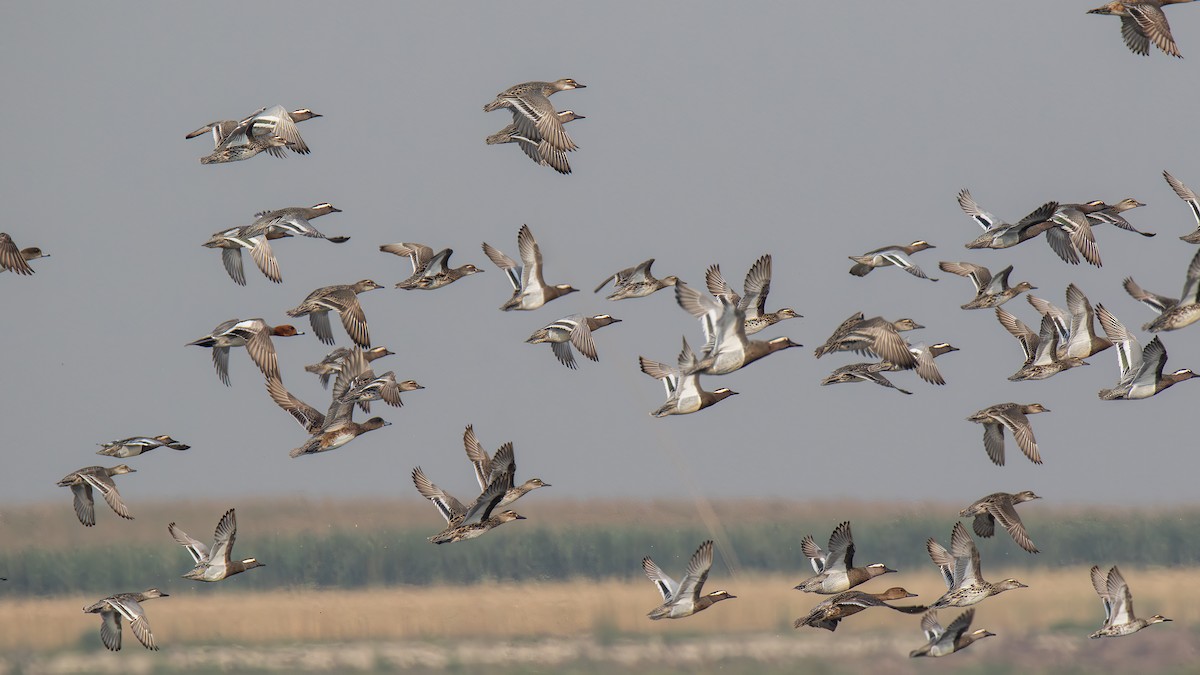 Garganey - Subhasish Sengupta