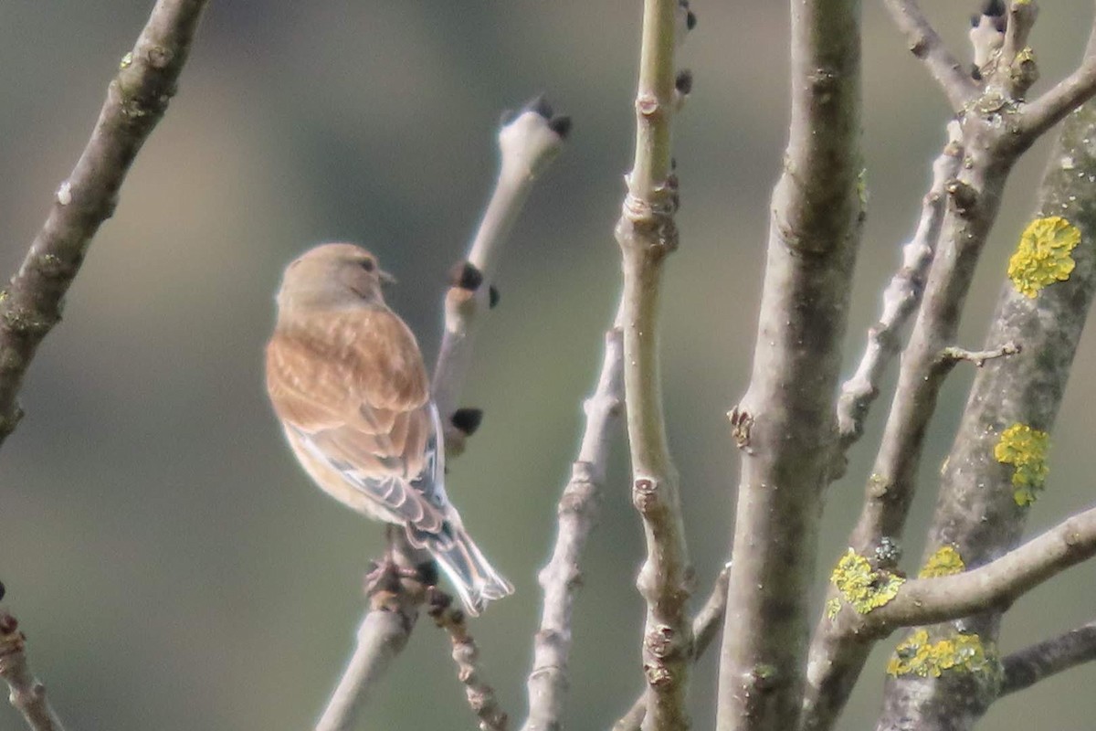 Eurasian Linnet - ML616153267