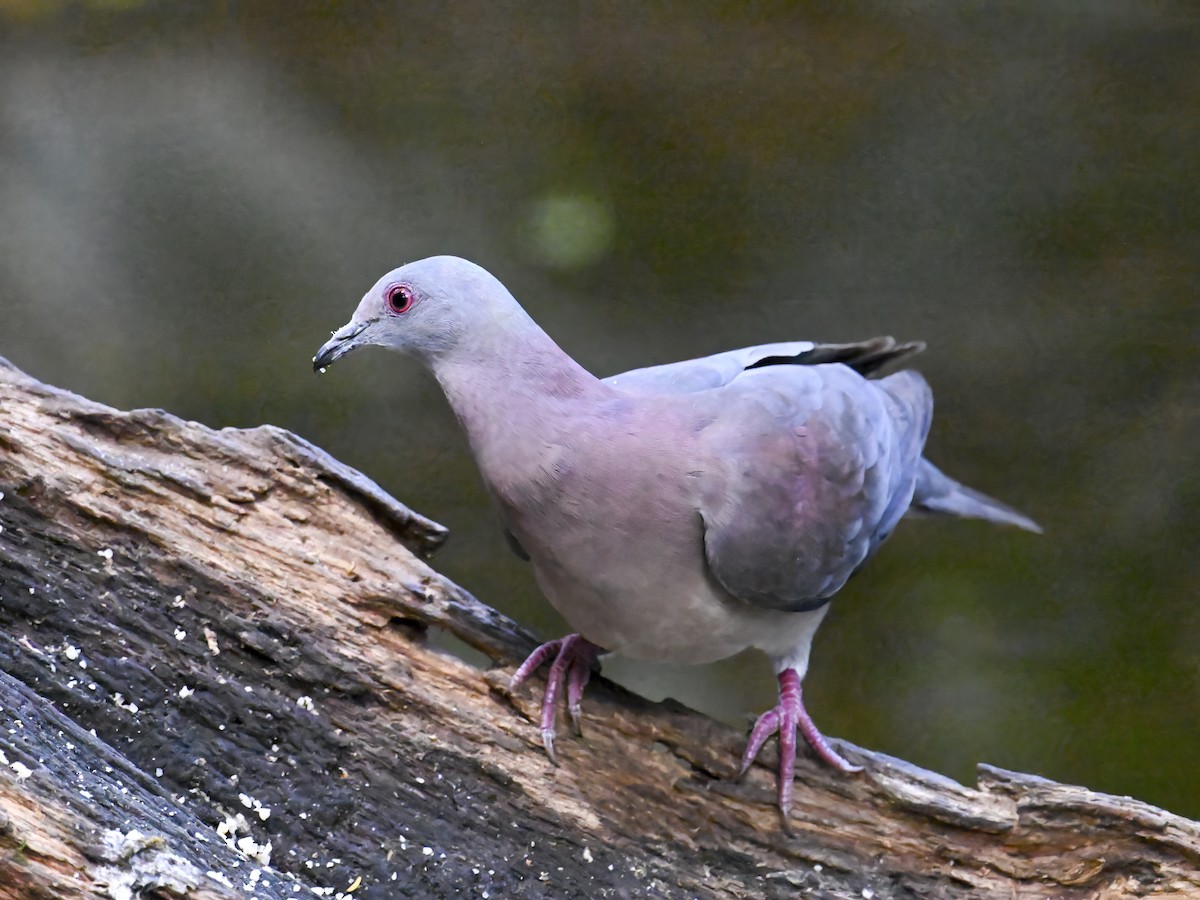 Pale-vented Pigeon - ML616153269