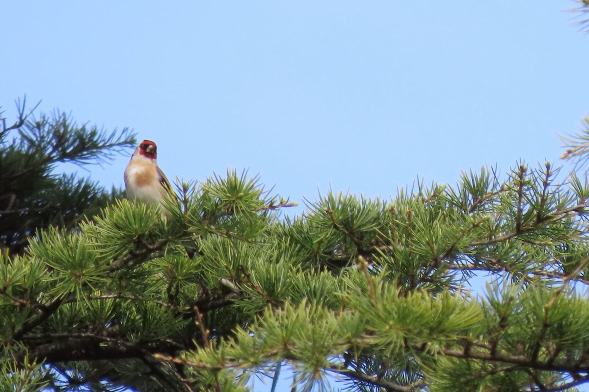 European Goldfinch - ML616153281