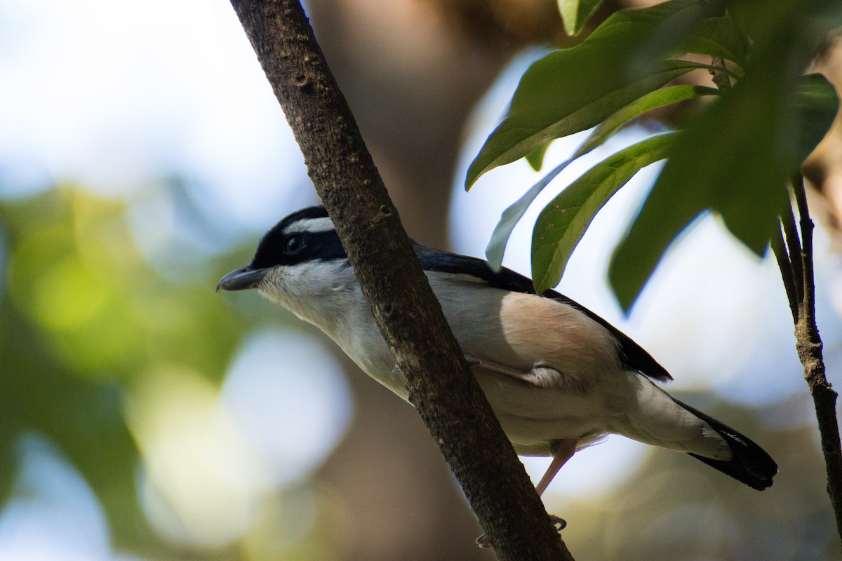 White-browed Shrike-Babbler (Himalajawürgervireo) - ML616153298